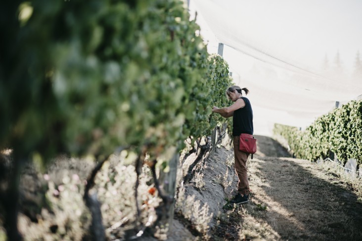 Vineyard vines with worker