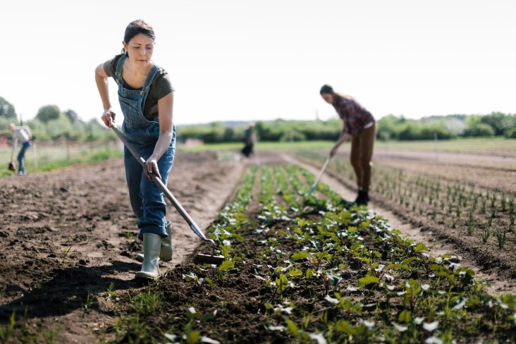 Two people harvesting